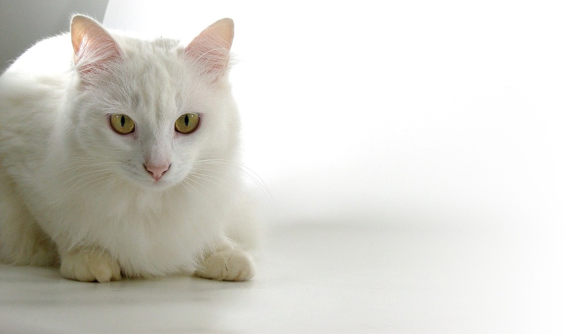 Castración en gatos: debe saber esto como dueño de un gato